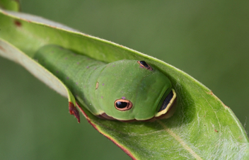 Palamedes Swallowtail caterpillar